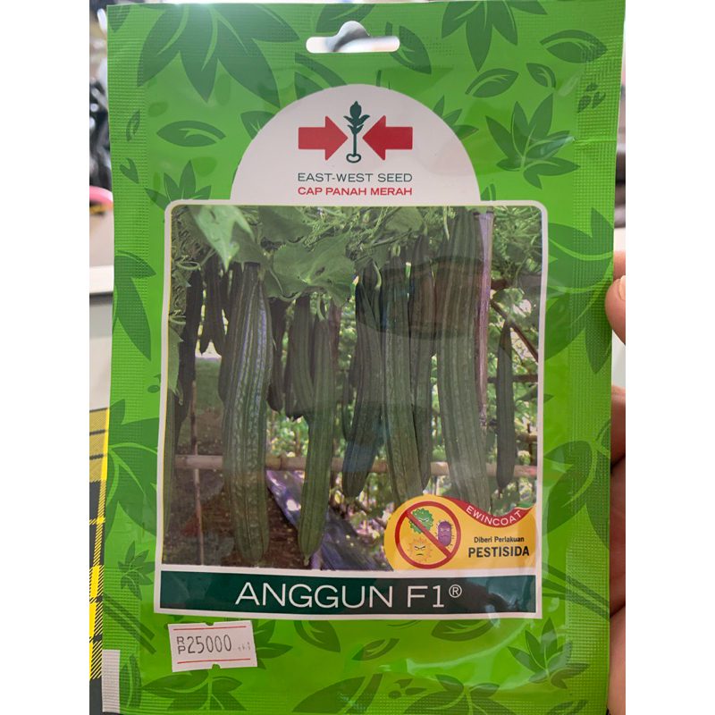 Benih Bibit Gambas Oyong Anggun F1