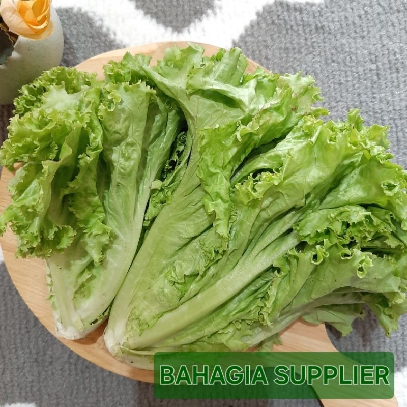 

Selada Bokor 250gr / 500gr / 1kg