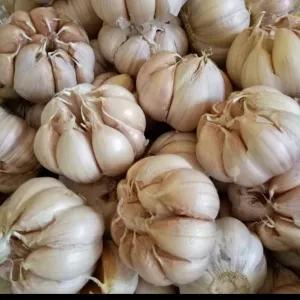 

Bawang Putih Bulet 250 g