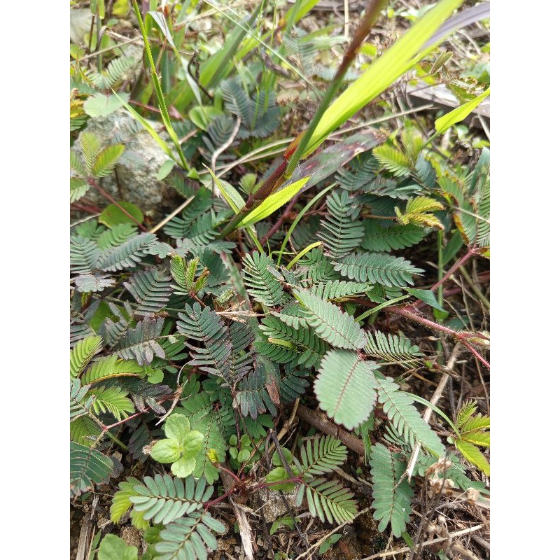 

daun putri malu segar 250gram+bonus