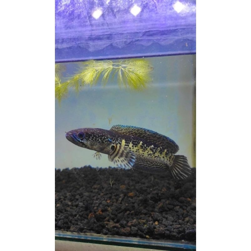 Dekorasi aquarium Auranti 8-10cm