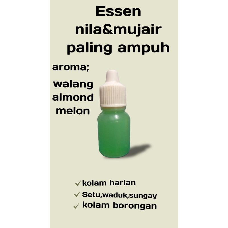 Essen ikan nila indukan/babon