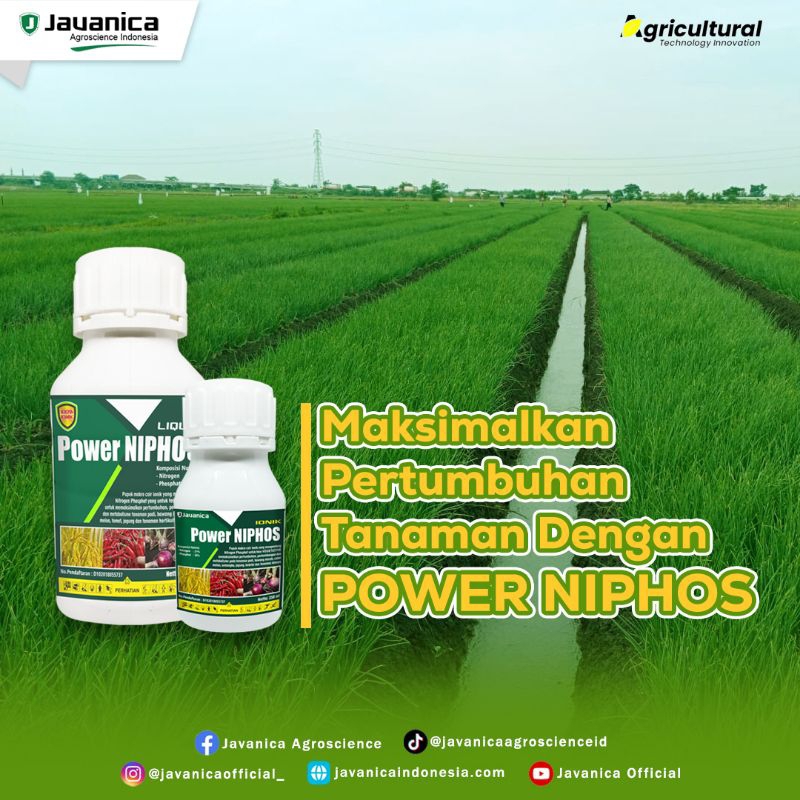 JAVANICA / POWER NIPHOS