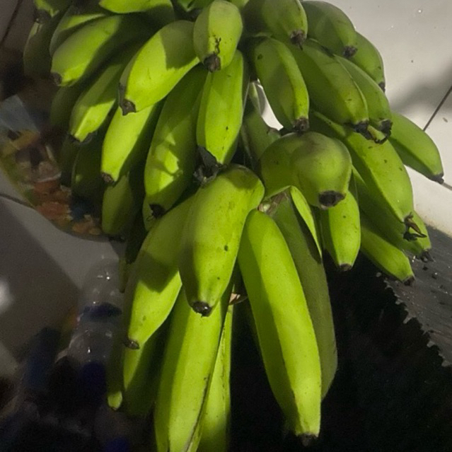 

Buah Pisang Matah M Leb 20 Pisang Matah