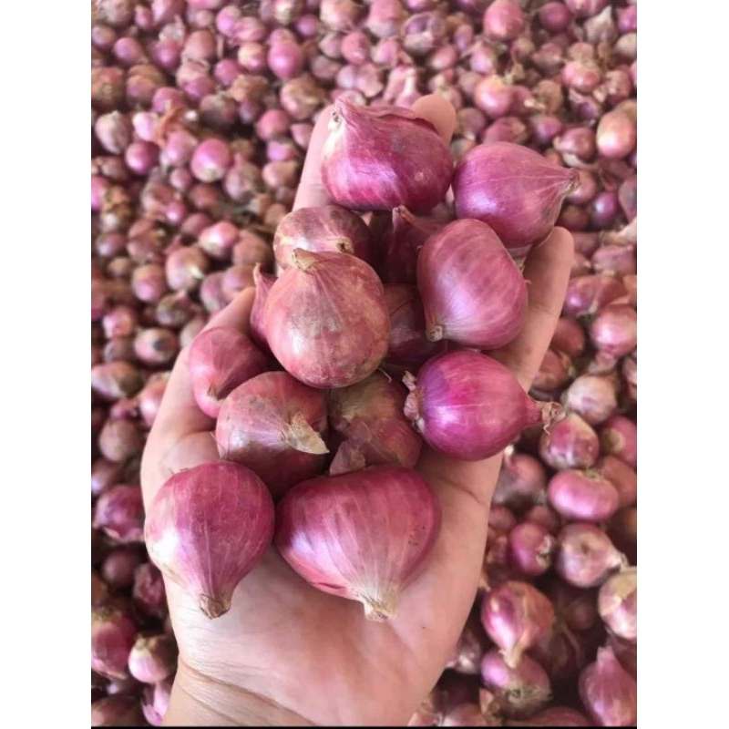 

BAWANG MERAH MURAH 1KG