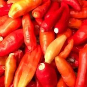 

cabe rawit merah petik 100 gr