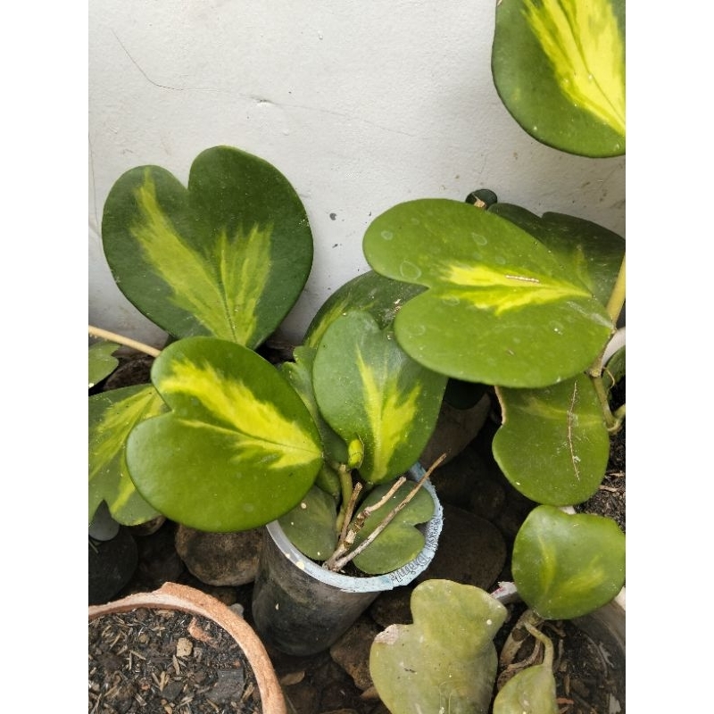 Hoya love variegata tengah / Hoya love / Hoya kerii