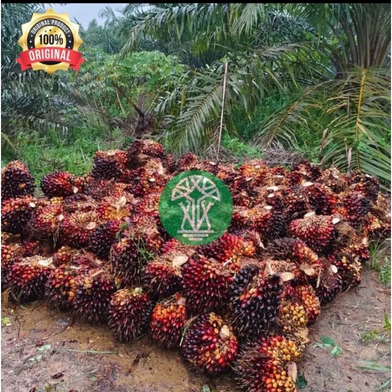 DXP PPKS 540 KUALITAS UNGGUL ASLI MEDAN