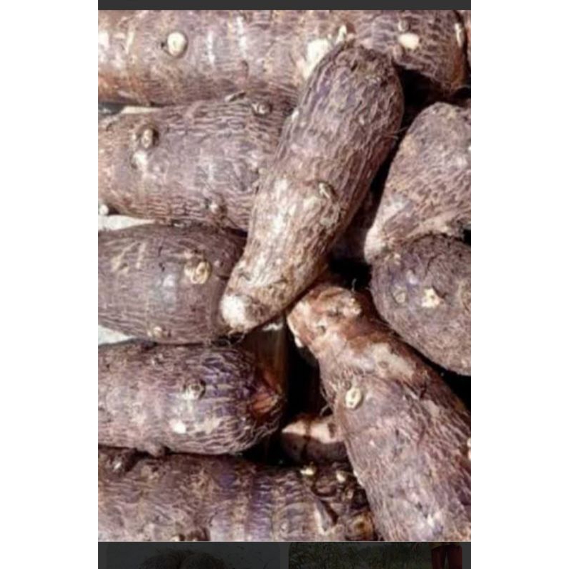 

Umbi talas fresh 20 kg