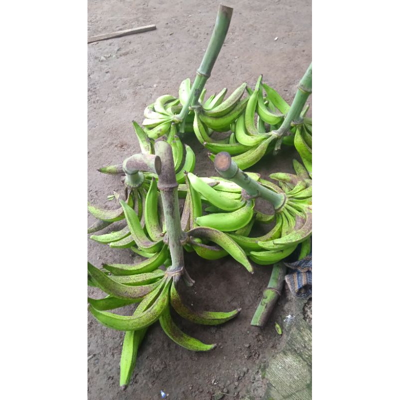 

paket hemat pisang tanduk madu muria 10 biji