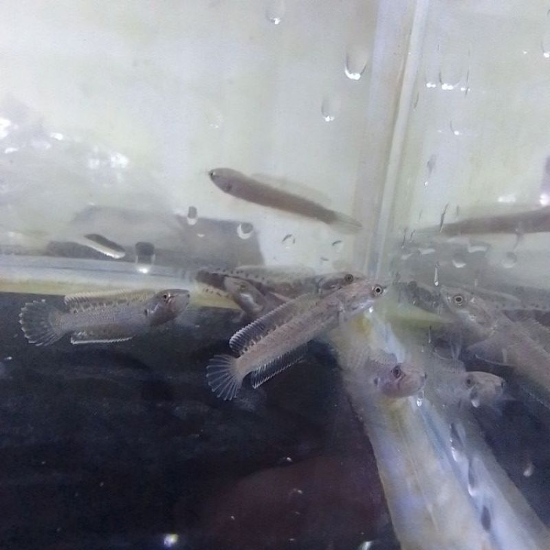 

kardus isi limbata single tank 35k