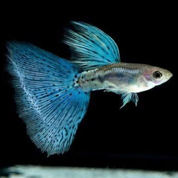 Hiasan Aquarium Guppy Blue Grass