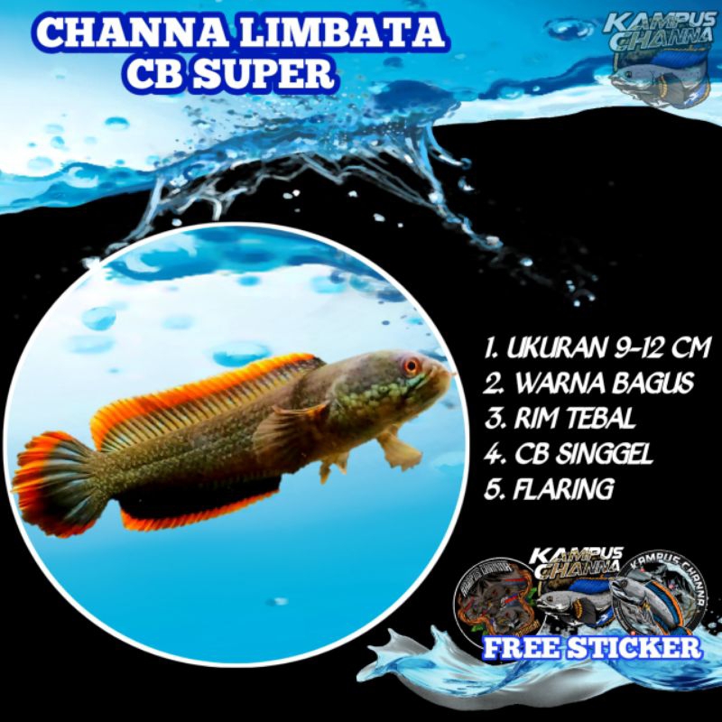 Sticker MURAH LIMBATA CB LAWU CALON RIM TEBAL