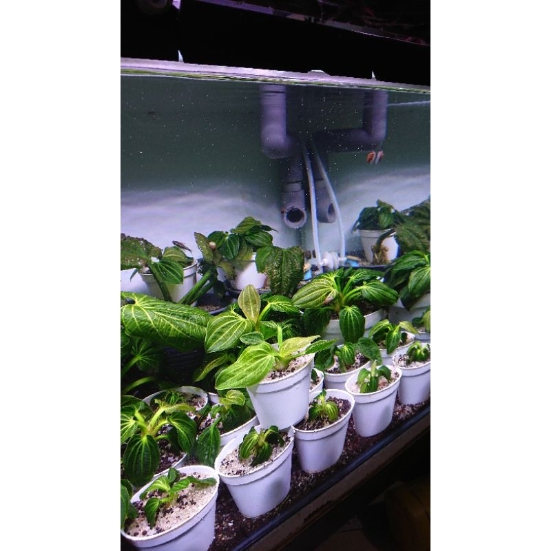 ECHINODORUS IGUAZU 2009 high quality- Iguazu tanaman aquascape premium