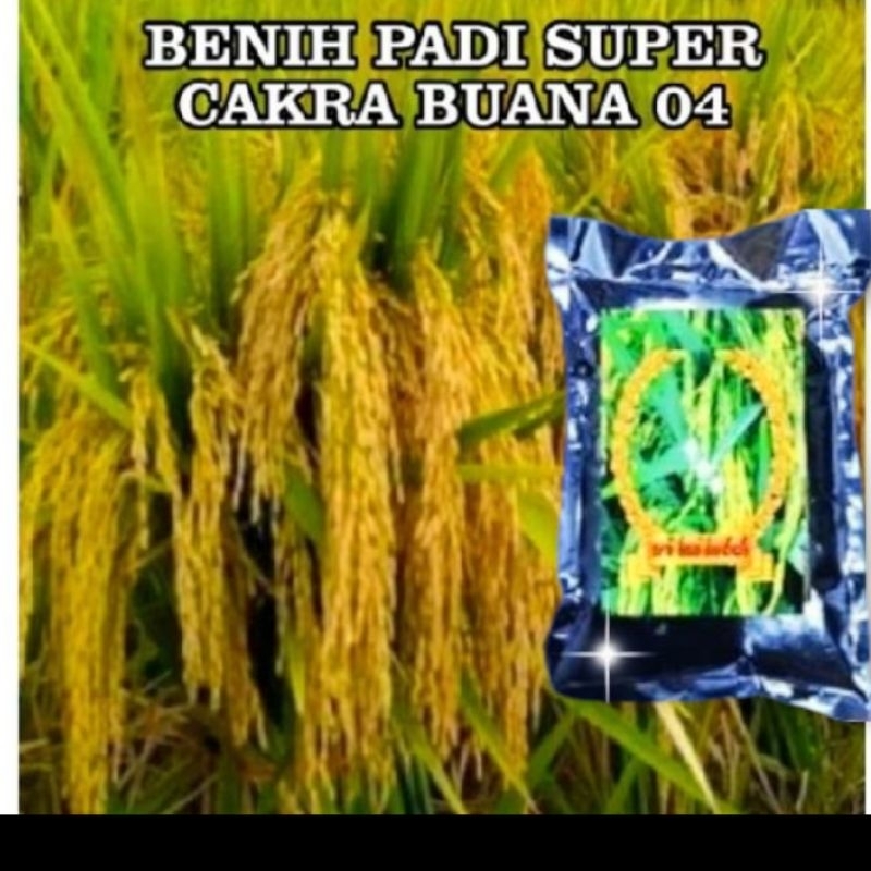 BENIH PADI CAKRA BUANA04 KUALITAS SUPER UNGGUL 10KG