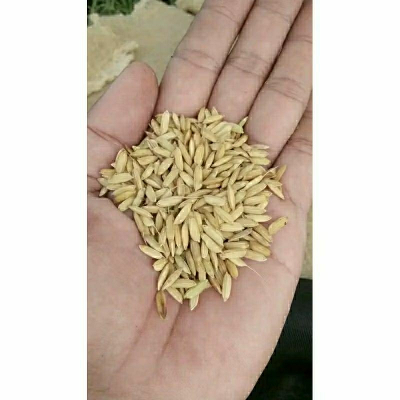 BENIH PADI SERTANI 14 KEMASAN 2KG