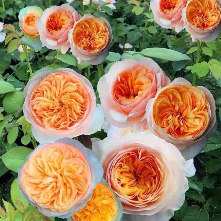 MAWAR IMPORT JULIET/JULIET ROSE