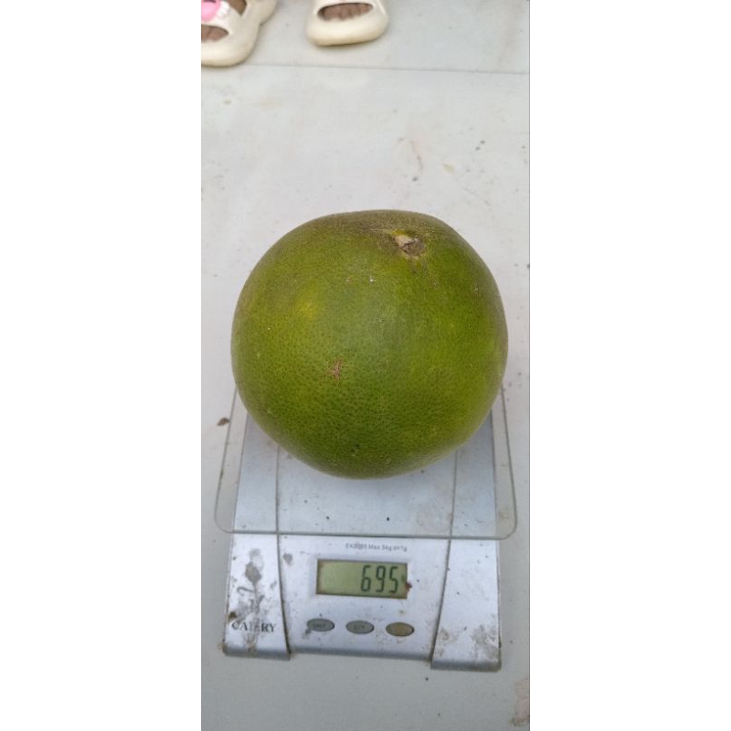 

jeruk pamelo madu pati tanpa biji berat 500-600 gram perbiji