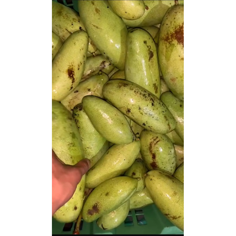 Mangga Golek Muda Kampung / Mangga mentah