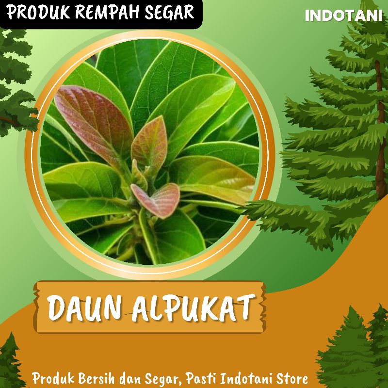 

INDOTANI_ Daun Alpukat Segar / Daun Alpukat Langsung Dipetik / Obat Tradisional / Obat Herbal Alami Berkhasiat