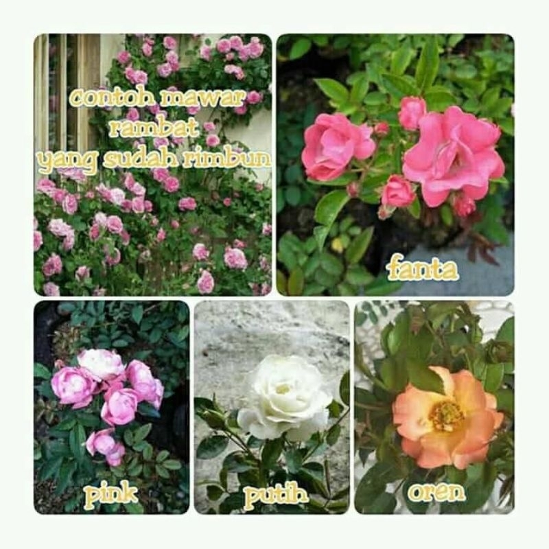 bibit bunga mawar rambat