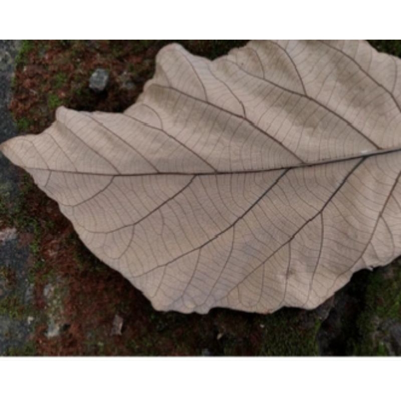 

Daun jati mas kering 250 gram