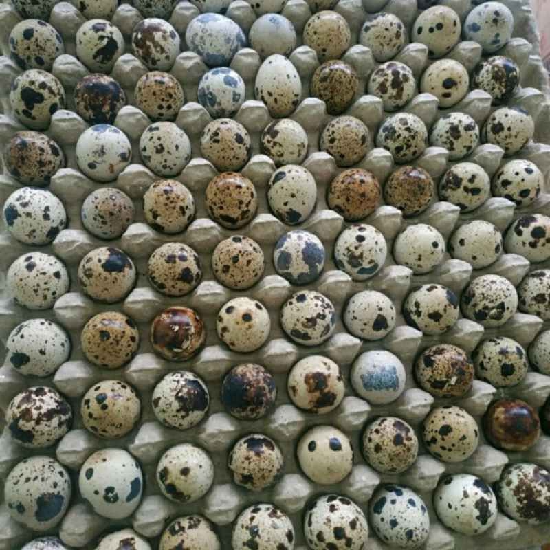 

Telur Puyuh