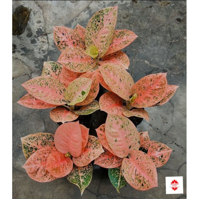 Aglonema Stardust Orange - tanaman hias hidup aglonema stardust orange cantik - aglonema murah
