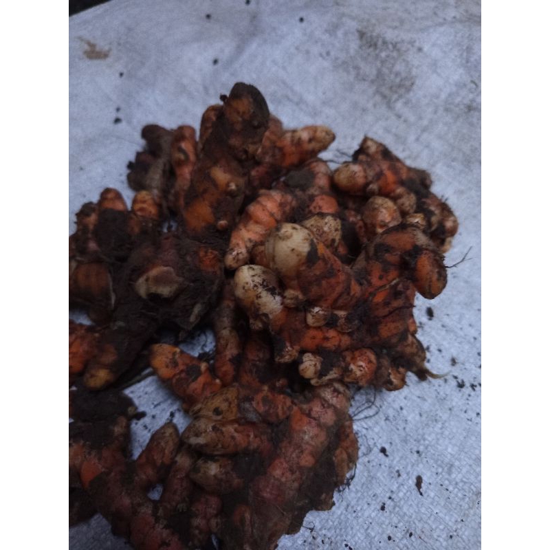 

kunyit segar bersih ukuran besar" 1kg+bonus