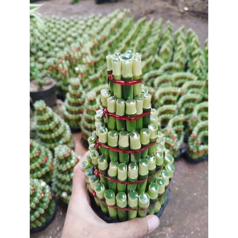 Bambu hoki susun jumbo / Tanaman hias bambu hoki susun