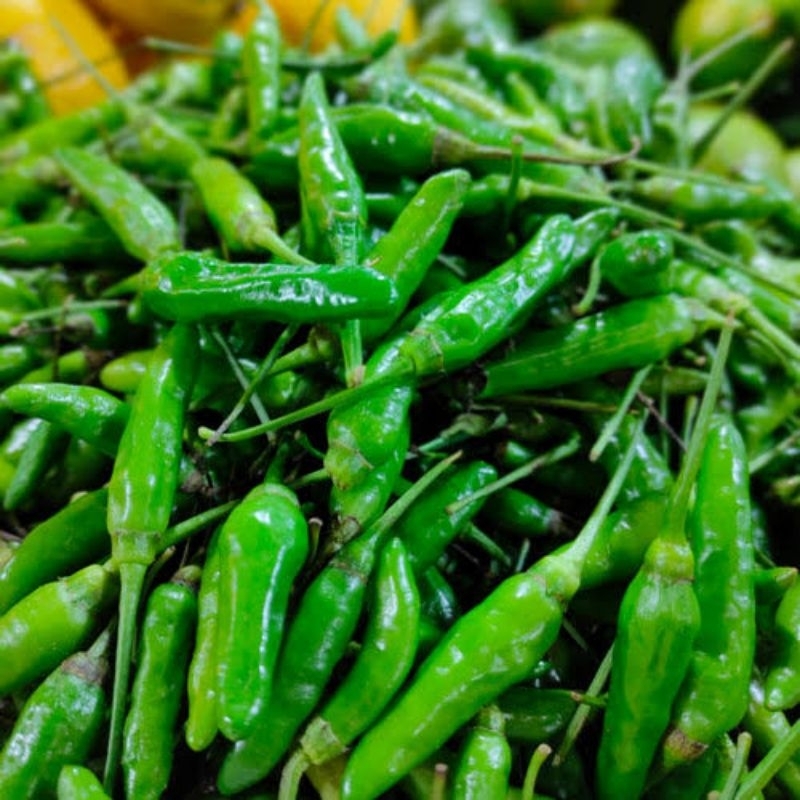 

CABAI RAWIT IJO CABAI RAWIT HIJAU