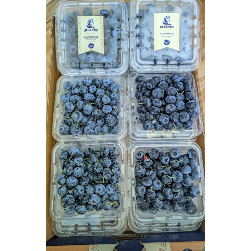 

BLUEBERRY IMPORT PREMIUM RRC PACK MANIS FRESH