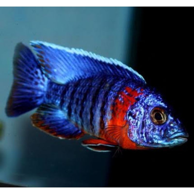 Dekorasi Hiasan Aquarium Cichlid Red Flush (KHUSUS INSTAN)