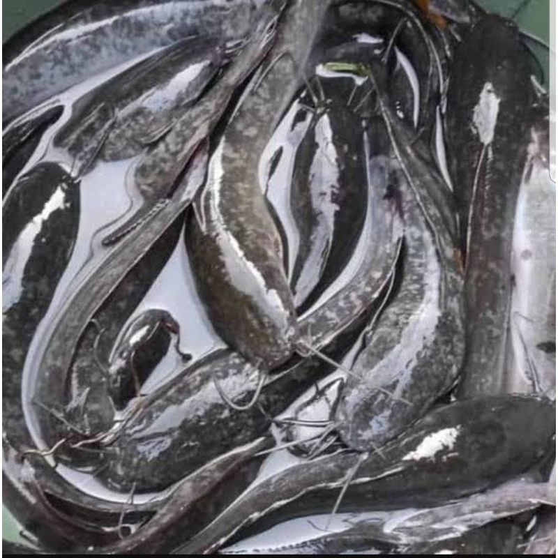 

IKAN LELE SEGAR FRESH
