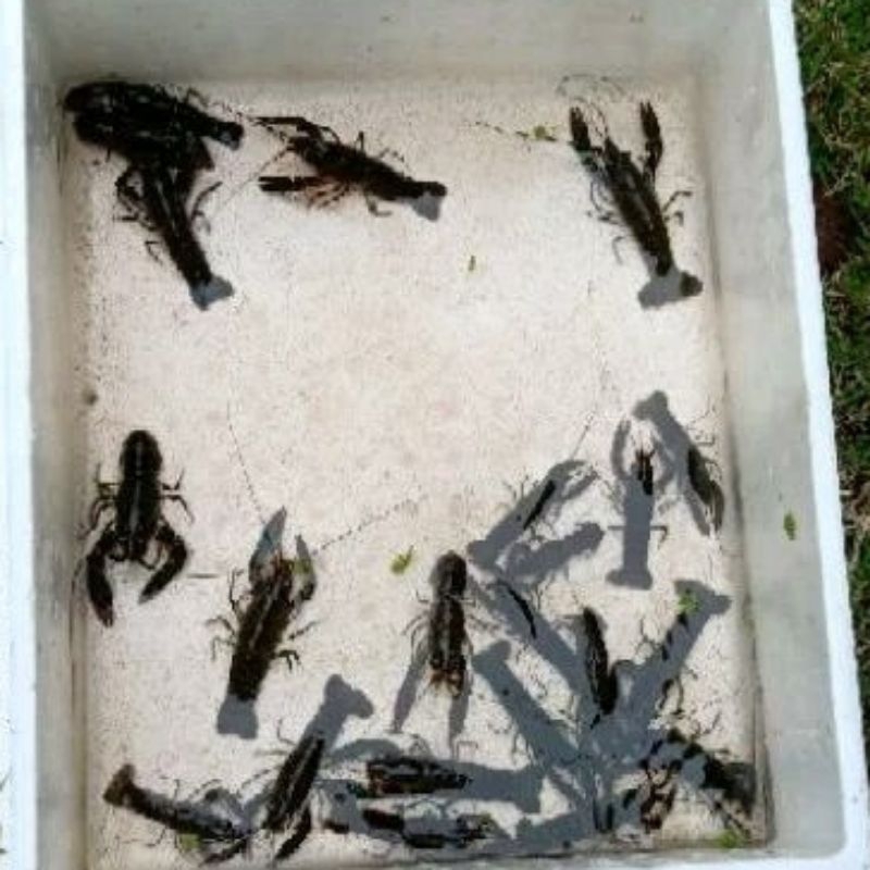 

Indukan siap nelor jantan 2 betina 2