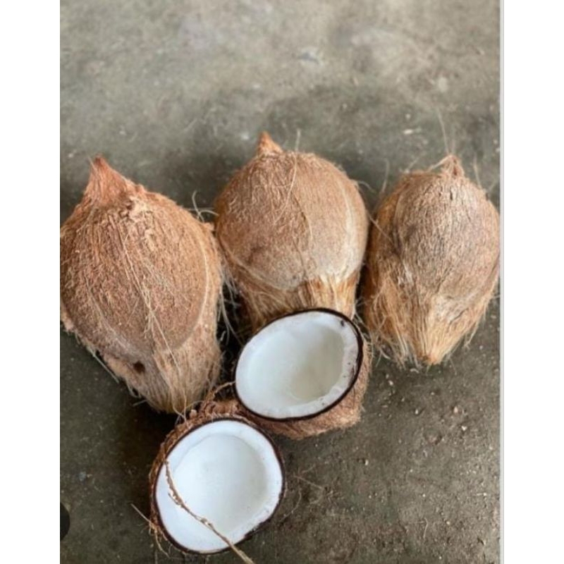 

Kelapa Tua Krambil Kualitas A Dan B Super Murah Asli