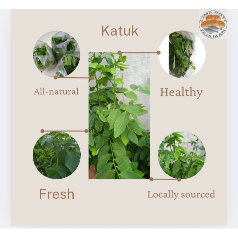 

Daun katuk segar/Pelancar ASI, Jual Sayur Katuk