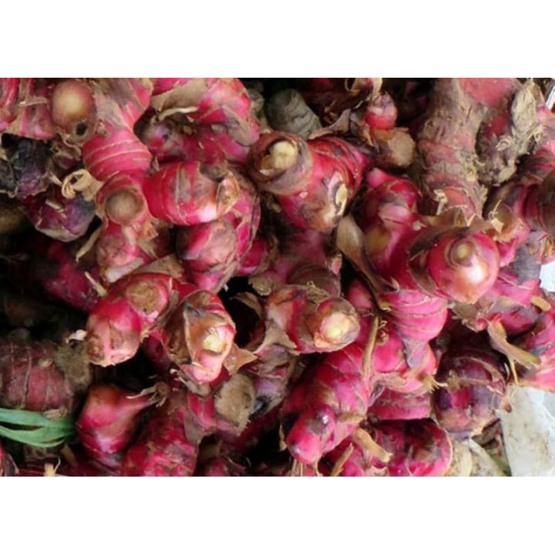 

jahe merah fresh 1 kg kualitas tinggi
