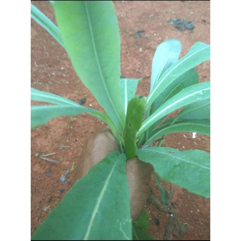 

daun tempuyung/ camawak seger obat herbal alami 100%murni 200gram