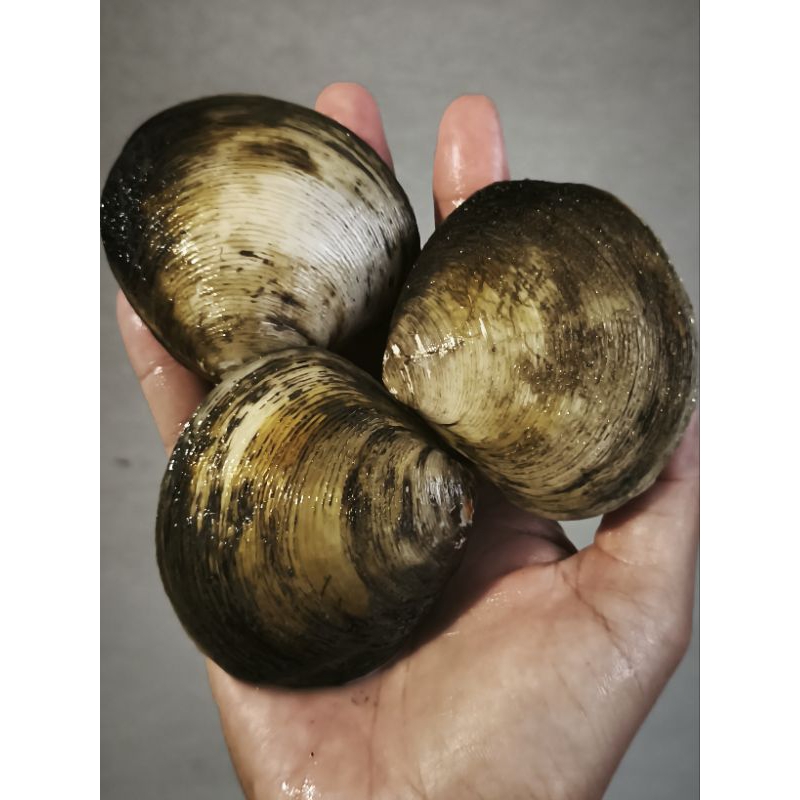 

kerang totok kerang jimbaran 1kg