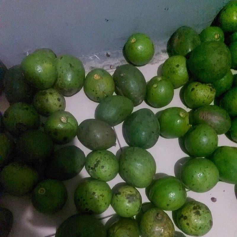 

alpukat jawa