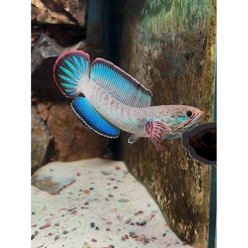 BABY CHANNA BLUE BENGAL IMPORT UKURAN 3-5CM SORTIRAN