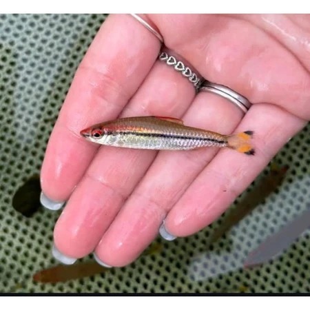 Puntius Denisoni Golden Dekorasi Aquarium termurah terlaris