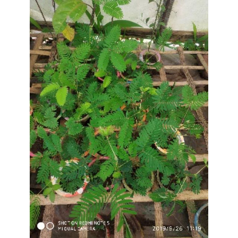 

Daun Putri Malu Segar Fresh / Dipetik dadakan 100Gram