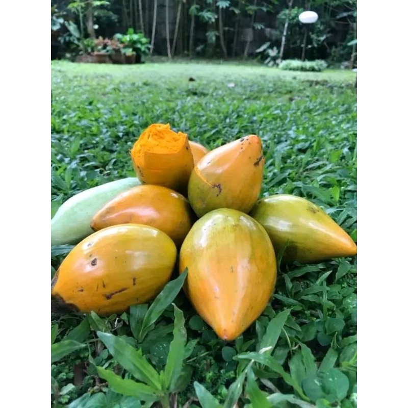 

sawo mentega alkesah mentah 1kg