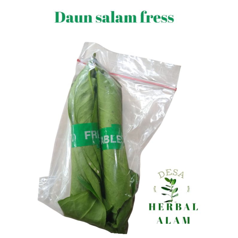 

Daun salam segar dipetik jika ada orderan jaminan fress