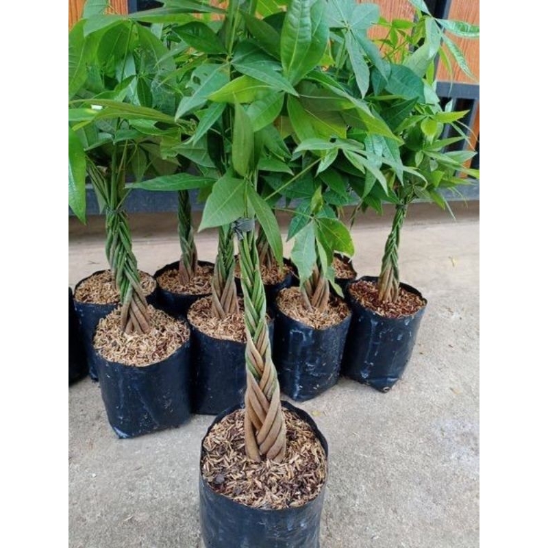 Promo COD tanaman hias indoor pachira kepang 9 - pachira aquatica - pachira kepang - pachira - tanam