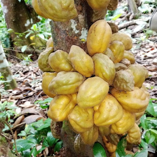 

Buah Namnam Segar / Buah Pukih / Buah Poki Langka