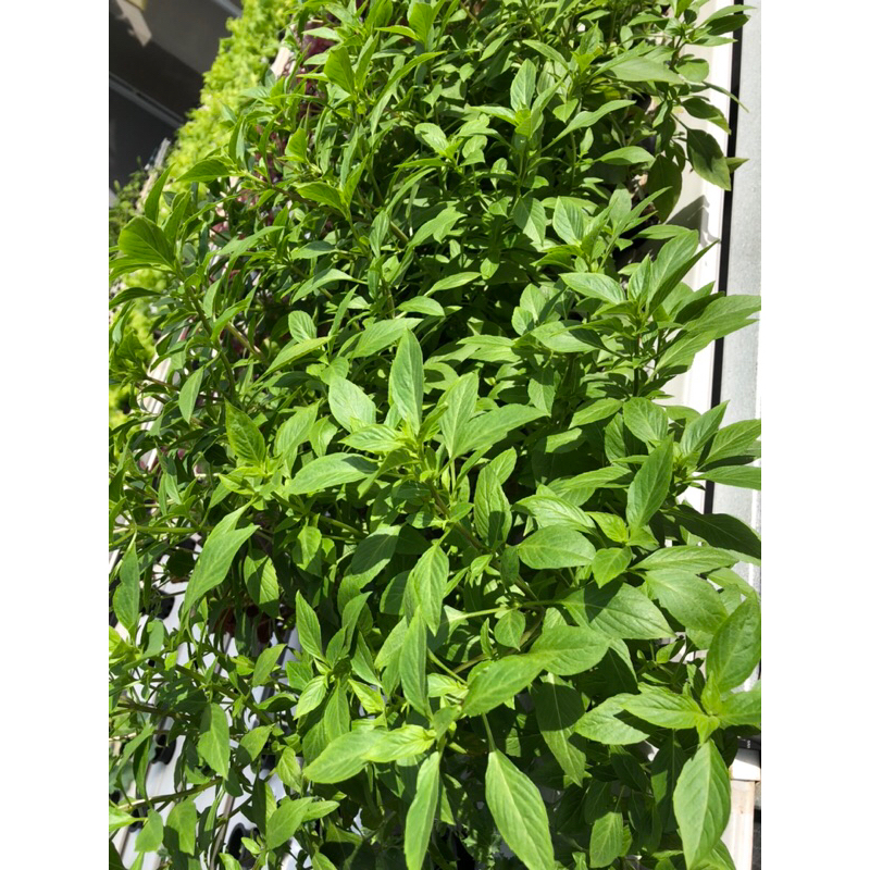

Thai Basil Leaf Hydroponic Greenhouse per 100g