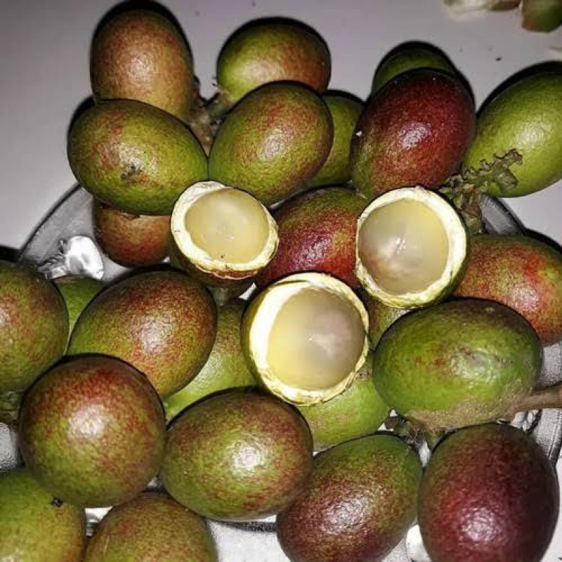 Bibit tanaman Matoa hasil cangkok tinggi 1 meter up hasil cangkok